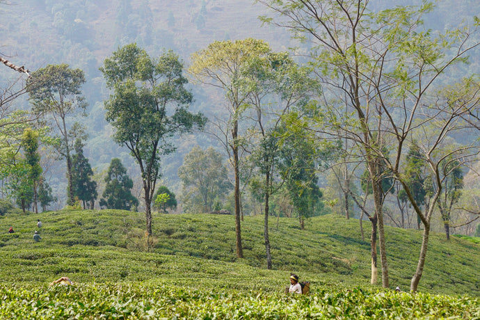 The Tea Trail: Discovering Tea’s Roots in India