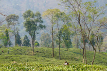 Load image into Gallery viewer, DARJEELING GREEN TEA ESTATE WHERE ORGANIC LOOSE LEAF TEA IS HARVESTED