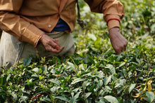 Load image into Gallery viewer, DARJEELING TEA BEING HARVESTED