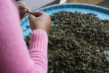 Load image into Gallery viewer, DARJEELING FIRST FLUSH BLACK TEA, BEING HARVESTED